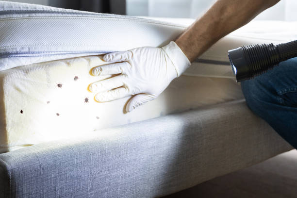 Best Pest Removal Services  in Pine Bluff, AR